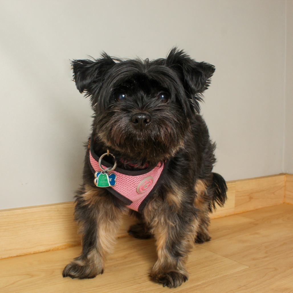 Maxie D63667
