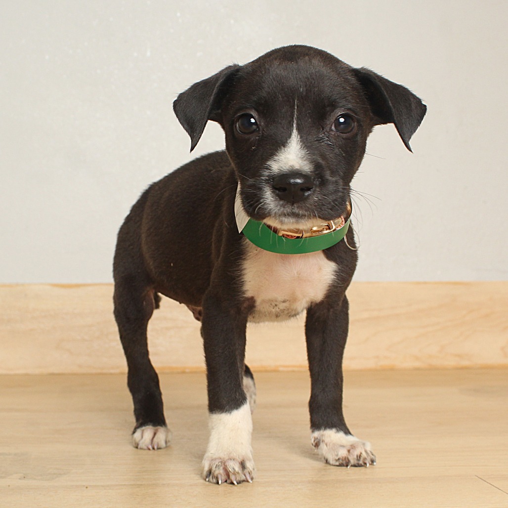 Perry ~ D65273