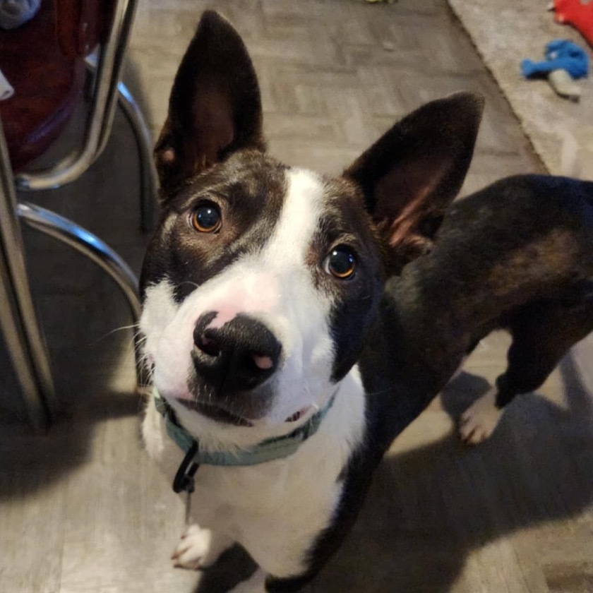 Cheerio, an adoptable Mixed Breed in Sioux Falls, SD, 57106 | Photo Image 1