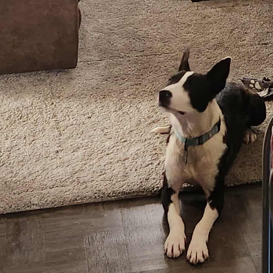 Cheerio, an adoptable Mixed Breed in Sioux Falls, SD, 57106 | Photo Image 2