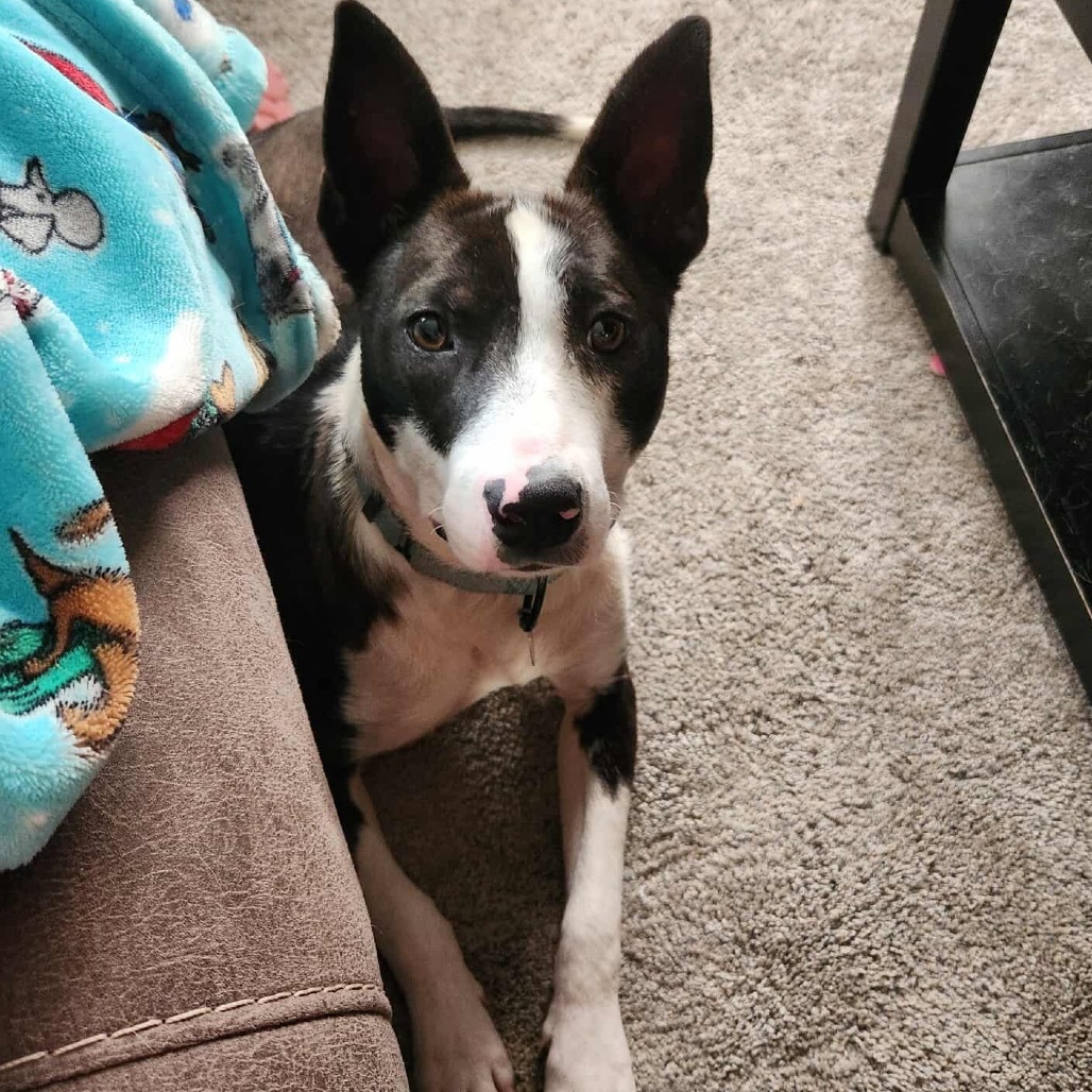 Cheerio, an adoptable Mixed Breed in Sioux Falls, SD, 57106 | Photo Image 3