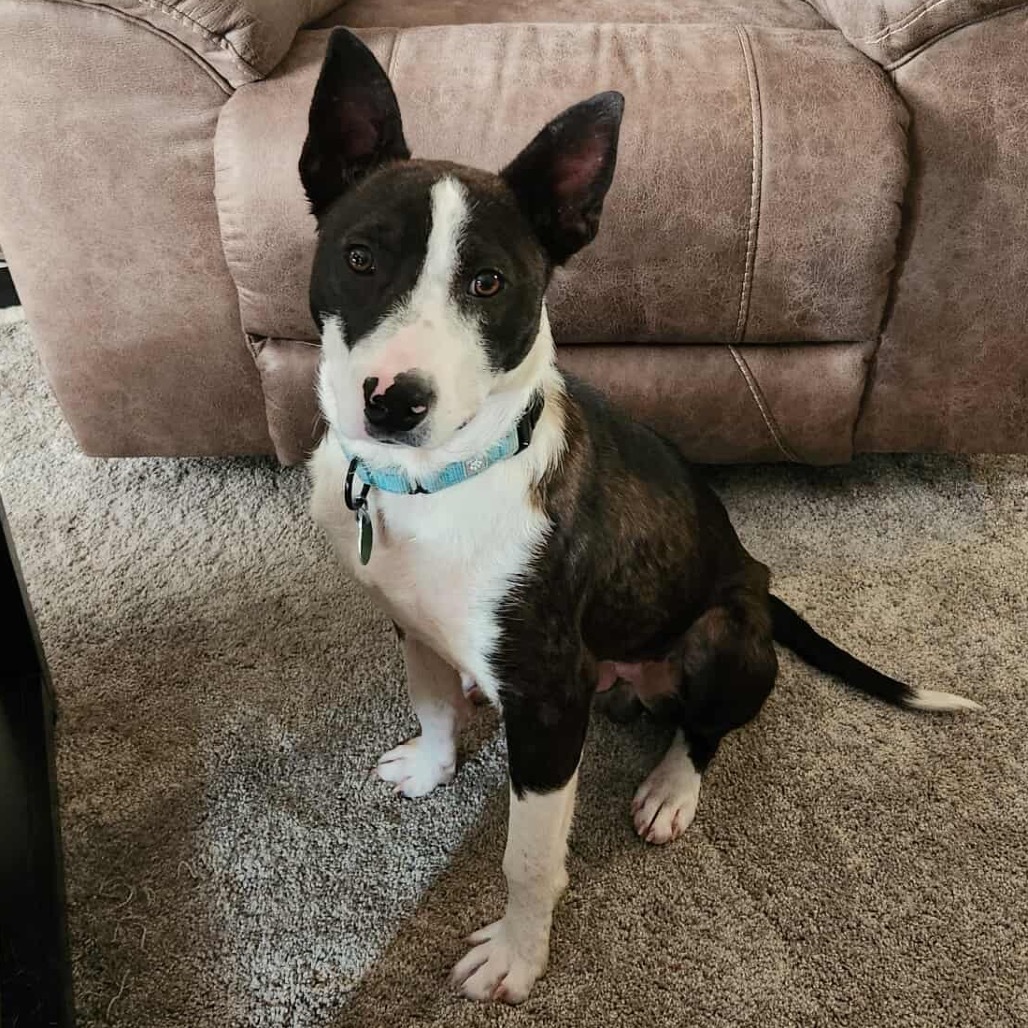 Cheerio, an adoptable Mixed Breed in Sioux Falls, SD, 57106 | Photo Image 4