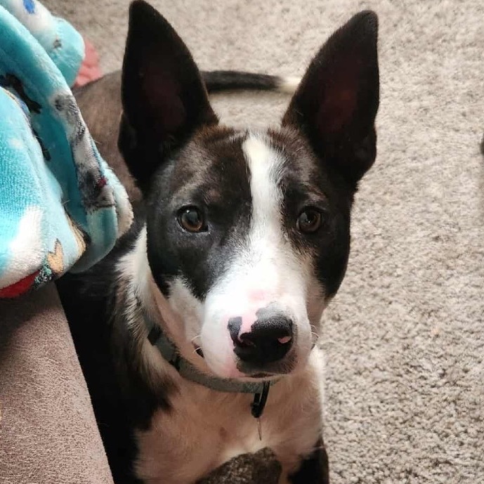 Cheerio, an adoptable Mixed Breed in Sioux Falls, SD, 57106 | Photo Image 5