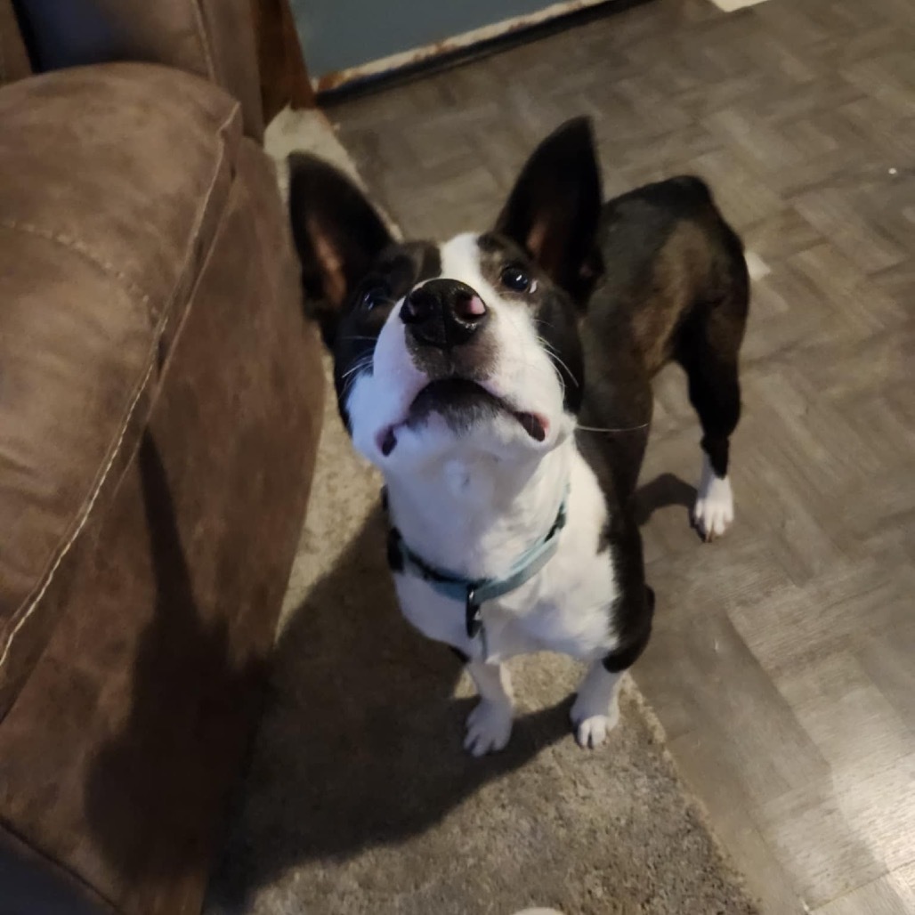 Cheerio, an adoptable Mixed Breed in Sioux Falls, SD, 57106 | Photo Image 6