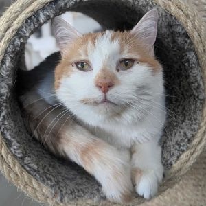 Fiona, Senior Female Domestic Medium Hair