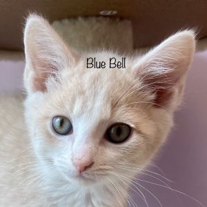 Blue Bell, Baby Male Domestic Medium Hair