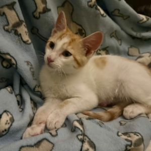 Gummy Bear w/ SeaFoam- Quietly adorable!, Baby Male Domestic Short Hair