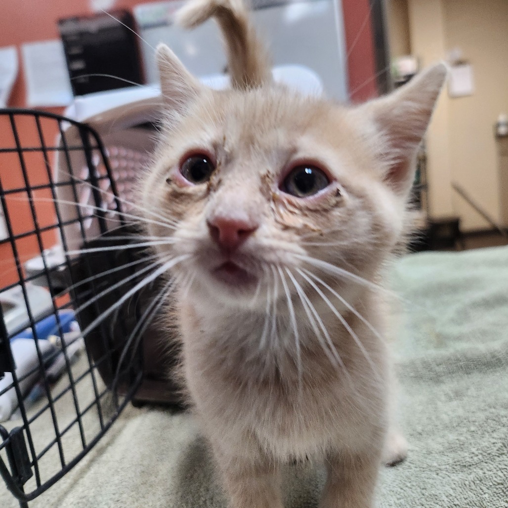 Luke - Laid Back, but Playful! Great Purrer! Good w/ Cats!