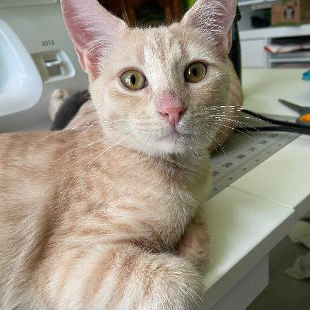 Luke - Laid Back, but Playful! Great Purrer! Good w/ Cats!