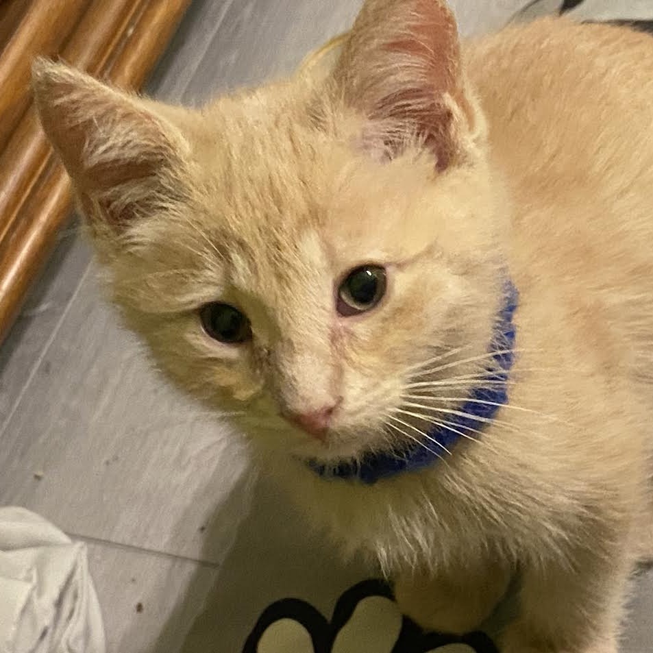 Boba Fett - A handsome little man! Good w/ Cats!