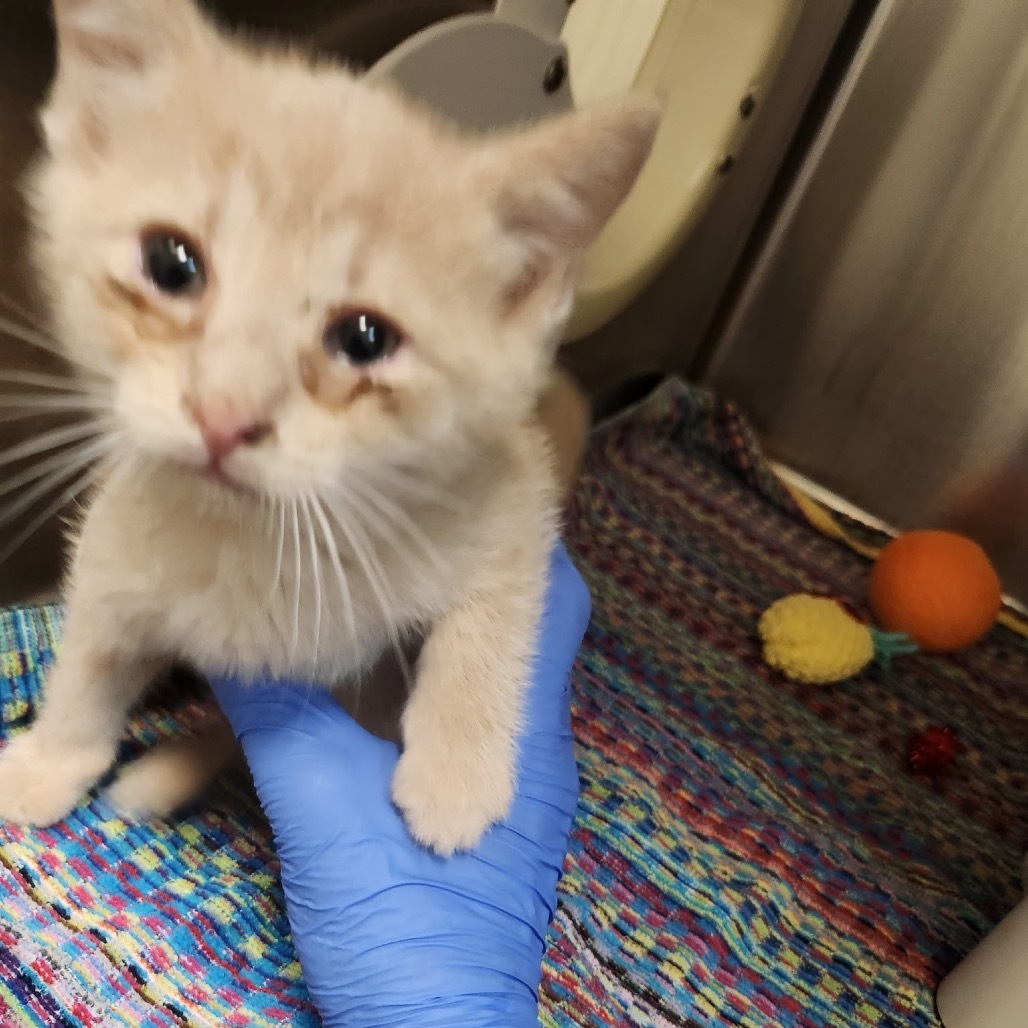 Boba Fett - A handsome little man! Good w/ Cats!, an adoptable American Shorthair in Flagstaff, AZ, 86004 | Photo Image 2