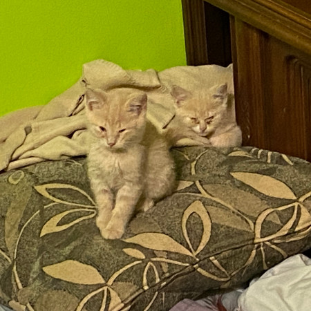 Boba Fett - A handsome little man! Good w/ Cats!