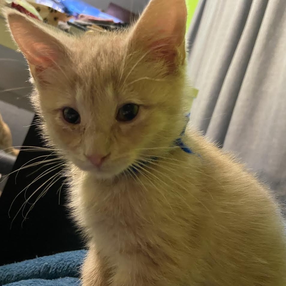 Boba Fett - A handsome little man! Good w/ Cats!