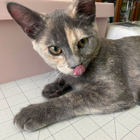 Ahsoka - Amazing Acrobat! Good w/ Cats!, an adoptable American Shorthair in Flagstaff, AZ, 86004 | Photo Image 1