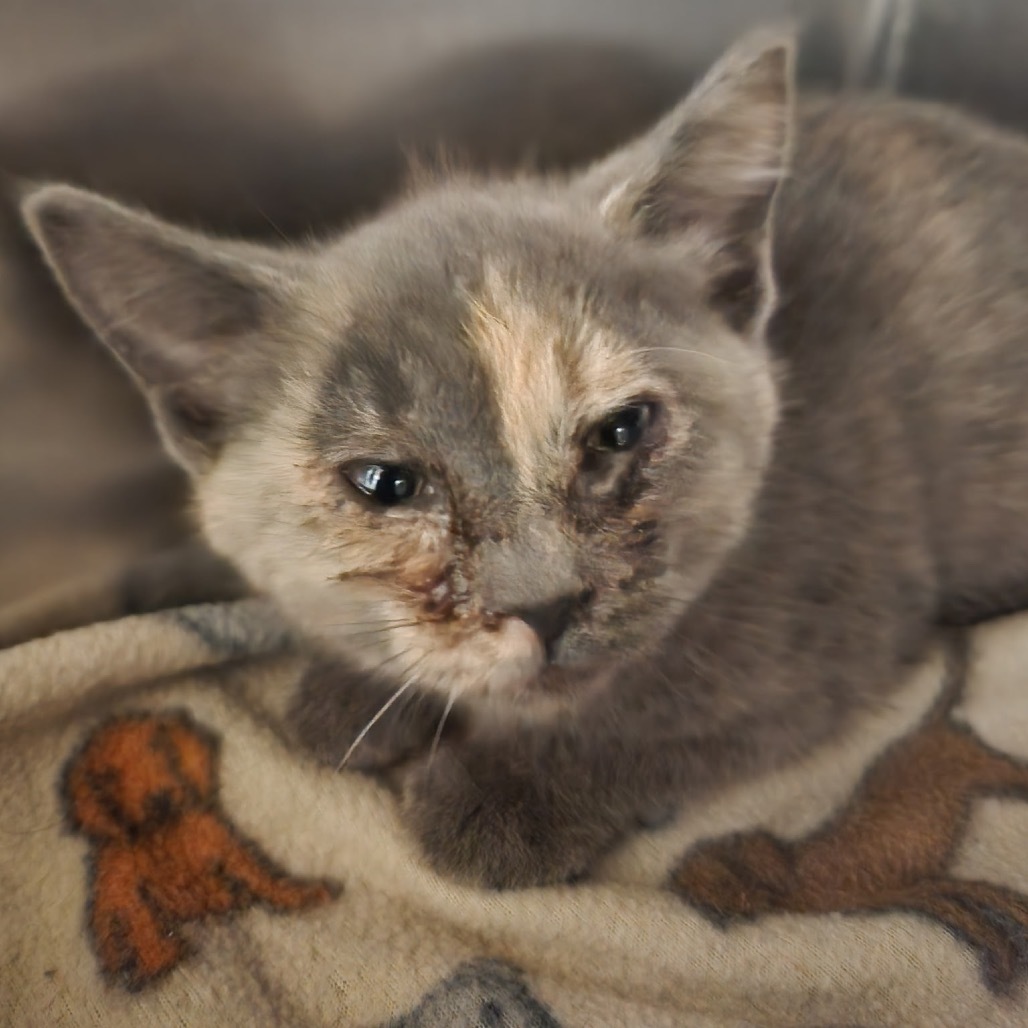 Ahsoka - Amazing Acrobat! Good w/ Cats!, an adoptable American Shorthair in Flagstaff, AZ, 86004 | Photo Image 2