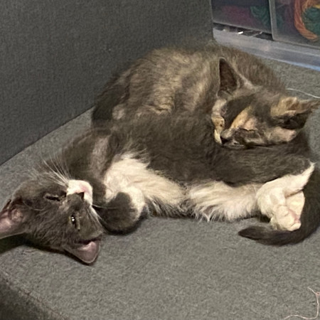 Ahsoka - Amazing Acrobat! Good w/ Cats!, an adoptable American Shorthair in Flagstaff, AZ, 86004 | Photo Image 3