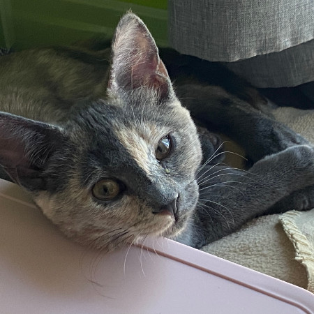 Ahsoka - Amazing Acrobat! Good w/ Cats!, an adoptable American Shorthair in Flagstaff, AZ, 86004 | Photo Image 6