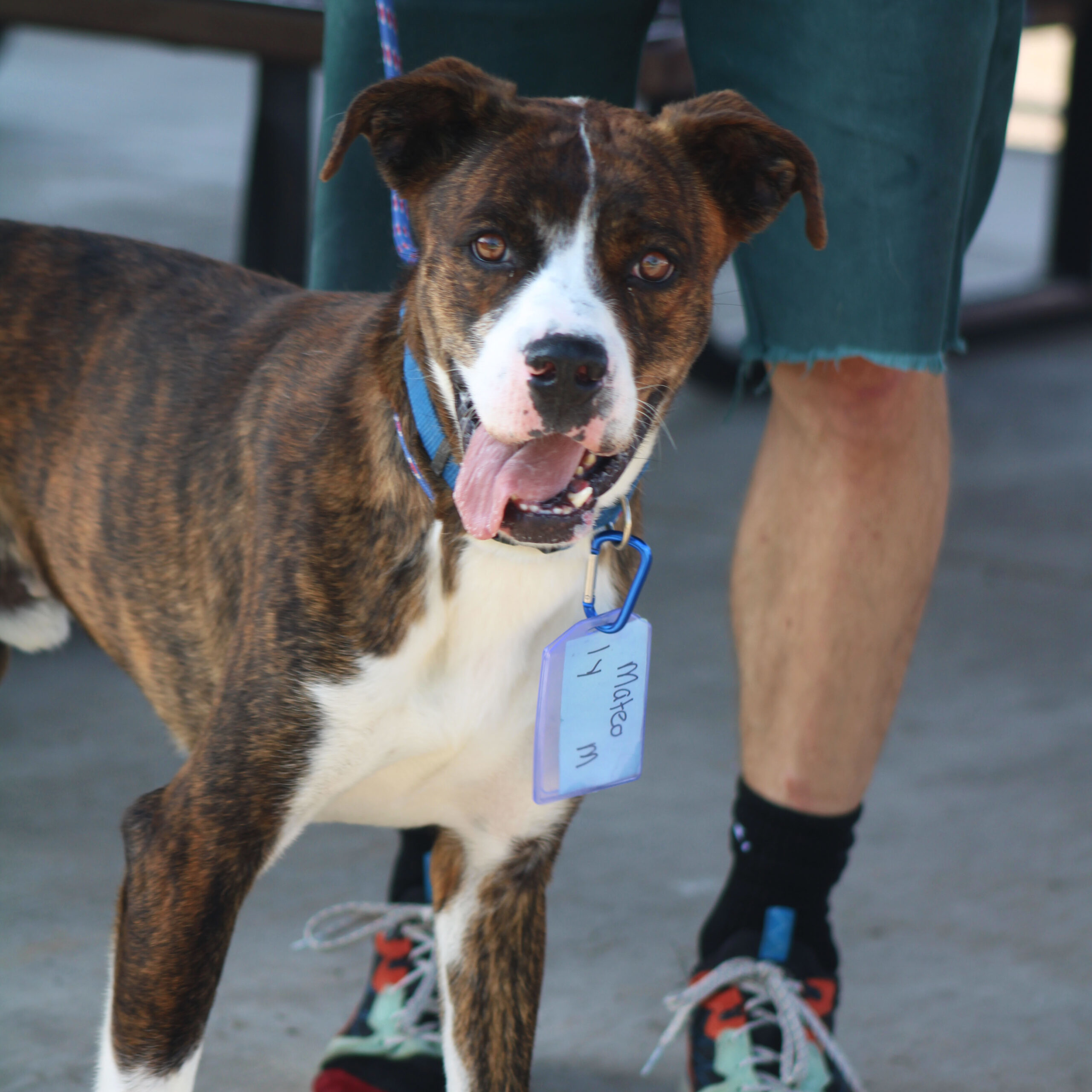 Mateo, an adoptable Boxer, Pit Bull Terrier in Grand Junction, CO, 81503 | Photo Image 1