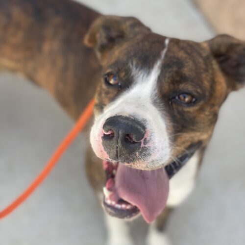 Mateo, an adoptable Boxer, Pit Bull Terrier in Grand Junction, CO, 81503 | Photo Image 2