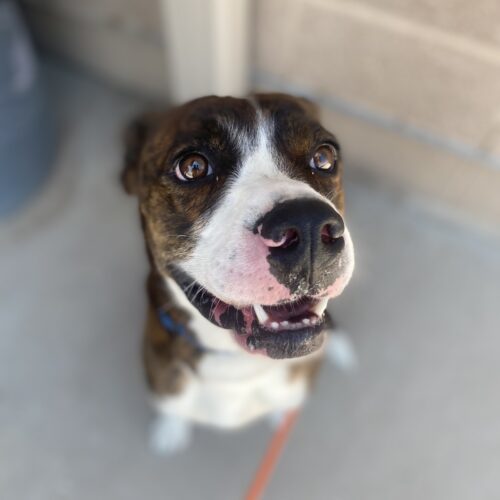 Mateo, an adoptable Boxer, Pit Bull Terrier in Grand Junction, CO, 81503 | Photo Image 3