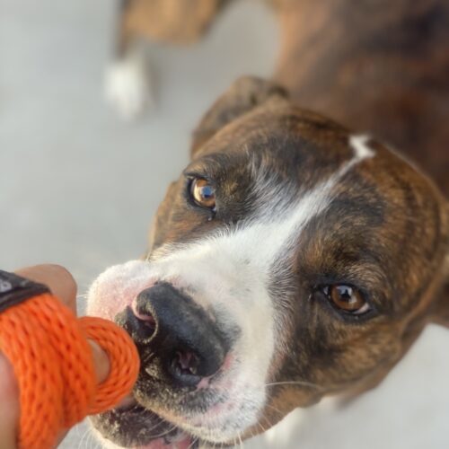 Mateo, an adoptable Boxer, Pit Bull Terrier in Grand Junction, CO, 81503 | Photo Image 4