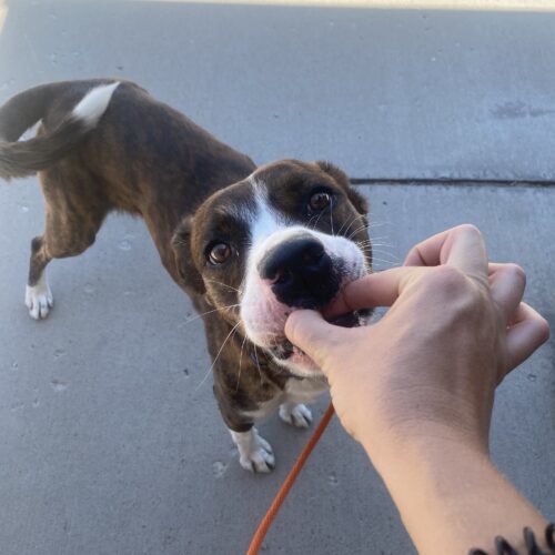 Mateo