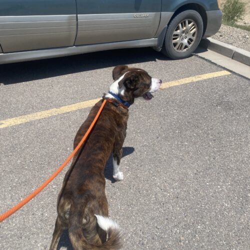Mateo, an adoptable Boxer, Pit Bull Terrier in Grand Junction, CO, 81503 | Photo Image 6