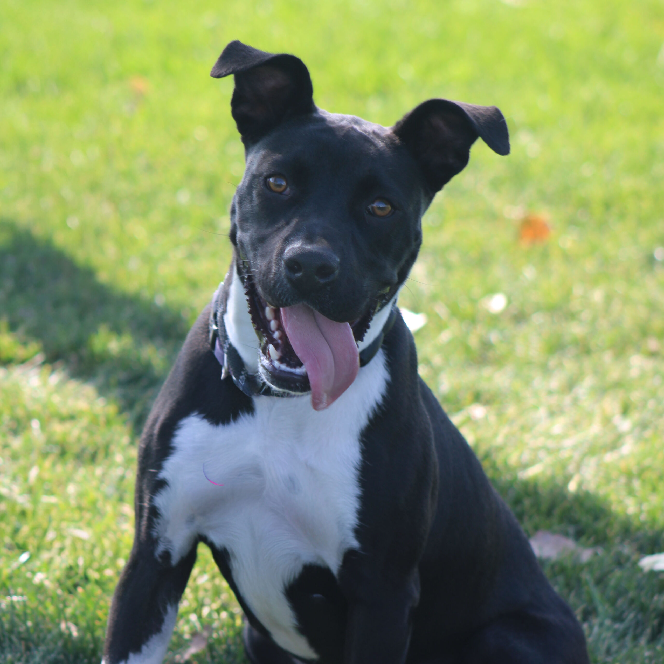 Boots, an adoptable Pit Bull Terrier, Mixed Breed in Grand Junction, CO, 81503 | Photo Image 1