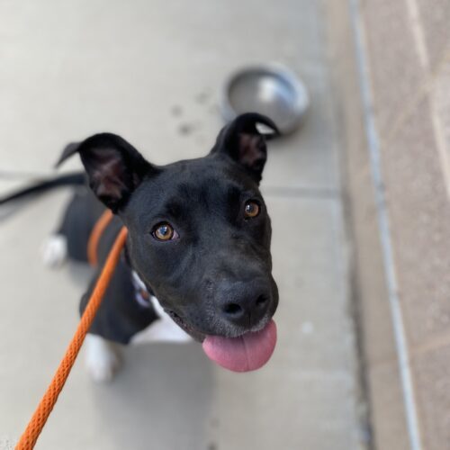 Boots, an adoptable Pit Bull Terrier, Mixed Breed in Grand Junction, CO, 81503 | Photo Image 2