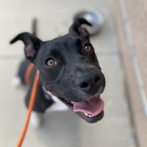 Boots, an adoptable Pit Bull Terrier, Mixed Breed in Grand Junction, CO, 81503 | Photo Image 3