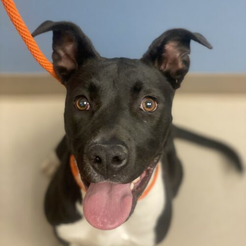 Boots, an adoptable Pit Bull Terrier, Mixed Breed in Grand Junction, CO, 81503 | Photo Image 4