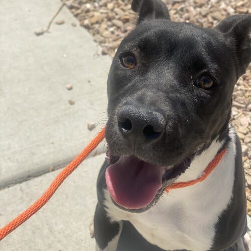 Boots, an adoptable Pit Bull Terrier, Mixed Breed in Grand Junction, CO, 81503 | Photo Image 5