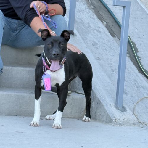 Boots, an adoptable Pit Bull Terrier, Mixed Breed in Grand Junction, CO, 81503 | Photo Image 6
