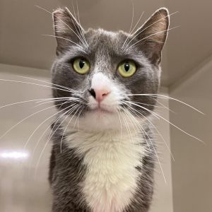 Meet Cinder the independent queen with a flair for the dramatic and just the right amount of sass 