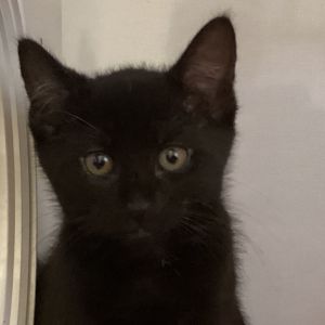 Dune is a whirlwind of fun who loves climbing pouncing and racing his siblings from one room to th