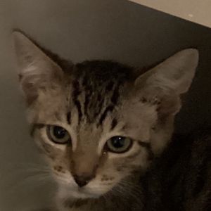 Buckwheat is a lovable little guy with a curious spirit and a soft spot for snuggles Hes the perfe