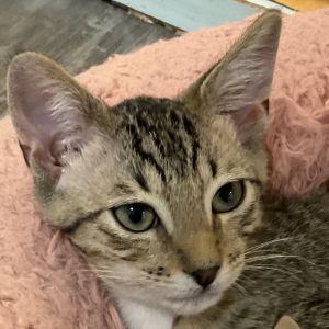 Buckwheat is a curious little explorer with a nose for adventure and a purr that doesnt quit One m