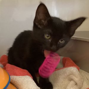 With a name as breezy as her personality Beach is a sunbeam in kitten form Shes always on the mov