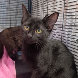 With a name as breezy as her personality Beach is a sunbeam in kitten form Shes always on the mov