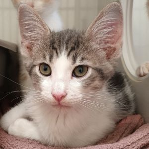 Crisp curious and full of bounce Apple is a bright-eyed explorer with a touch of sweet mischief 