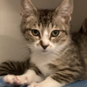 Froggy is full of spunk and sass with a raspy meow and a bold little heart Shes playful fearless