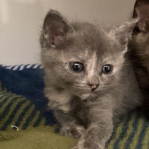 Mozart may be small but she plays life in forte This playful prodigy loves chasing shadows improv