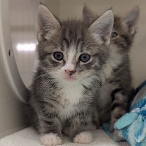 Meet Henry gentleman by name goofball by nature This bouncy boy loves a good wrestling match with