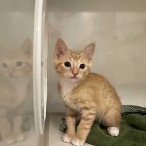 Soft smooth and sneakily smart Paper is the kind of kitten who covers everything with his charm 