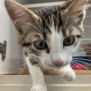 Sweet as her name suggests Dolce is a little ball of sugar with a love for cuddles and playtime Sh