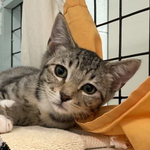 Ms Crabtree is the life of the party in a purring pint-sized package Shes the first to charge in