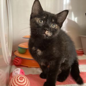 Soft as sea foam and twice as sweet Cove is a playful little girl with a love for gentle snuggles
