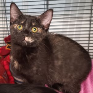 Soft as sea foam and twice as sweet Cove is a playful little girl with a love for gentle snuggles