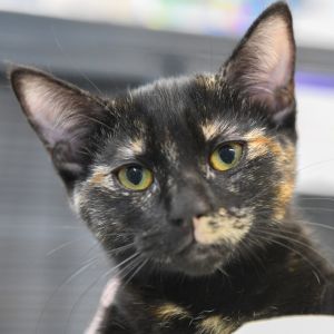 Meet Cove a gentle moonlit kitten with eyes full of wonder and a heart as deep as the sea When