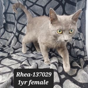 Rhea, Young Female Domestic Short Hair